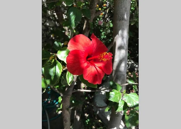 Дом отдыха Traditional Stone House In Eastern Mani *