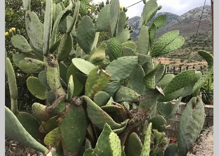 Hébergement de vacances Traditional Stone House In Eastern Mani